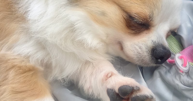 もっと優しい社会を 人にも 動物にもね ひろまる愛理 Note