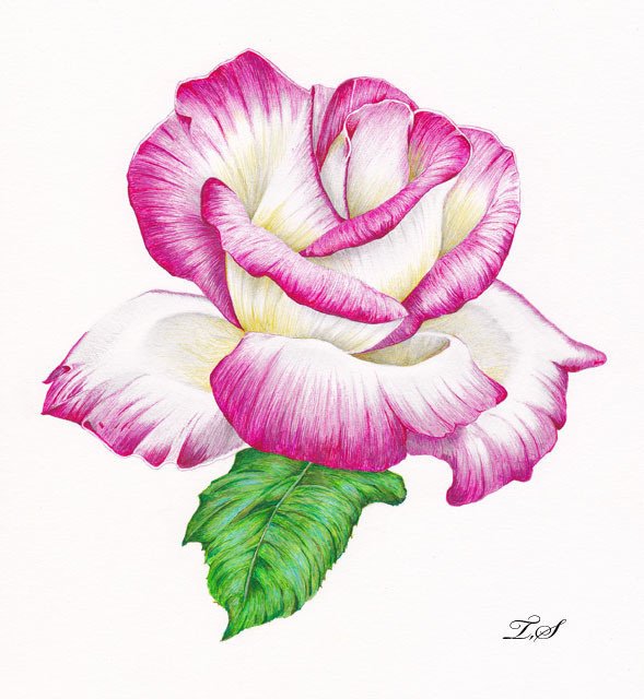 バラ バラ科 落葉低木 花言葉 愛 美 ボールペン画のイラストレーター 白石拓也 Note