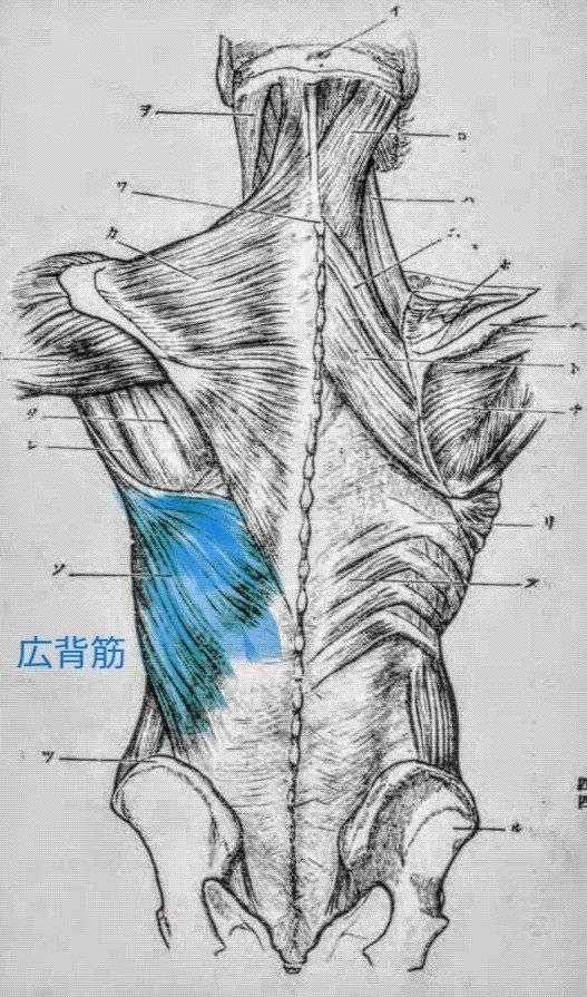 背筋を使いこなそう 広背筋編 久野 歩 Note