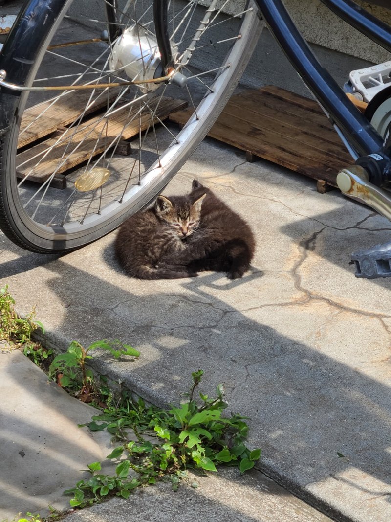 猫好きのひと の新着タグ記事一覧 Note つくる つながる とどける 猫好きのひと の新着タグ記事一覧 Note つくる つながる とどける