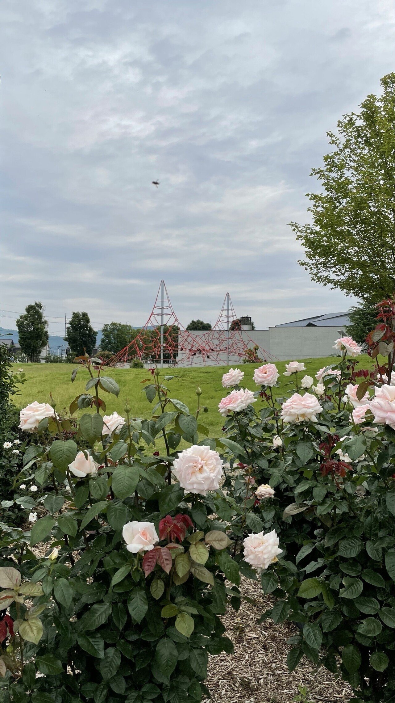 亀岡 バラ園で心癒されるひと時を 森の京都tabiインフルエンサー 森の京都dmo公認ライター Note 亀岡 バラ園で心癒されるひと時を 森の京都tabiインフルエンサー 森の京都dmo公認ライター Note