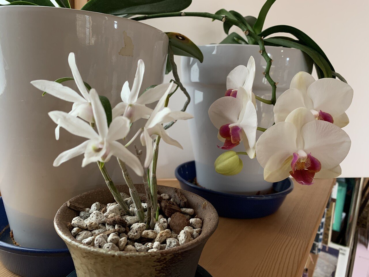 連れてって 声が聞こえて我が家に ようこそ小さなお花ちゃん 久しぶりに園芸店へ行ったら 小さな蘭 に呼ばれてしまった ここぴさんのnote見て 私もシンビジウムが欲しかったけど 胡蝶蘭がやっと咲いた 敬子 Note