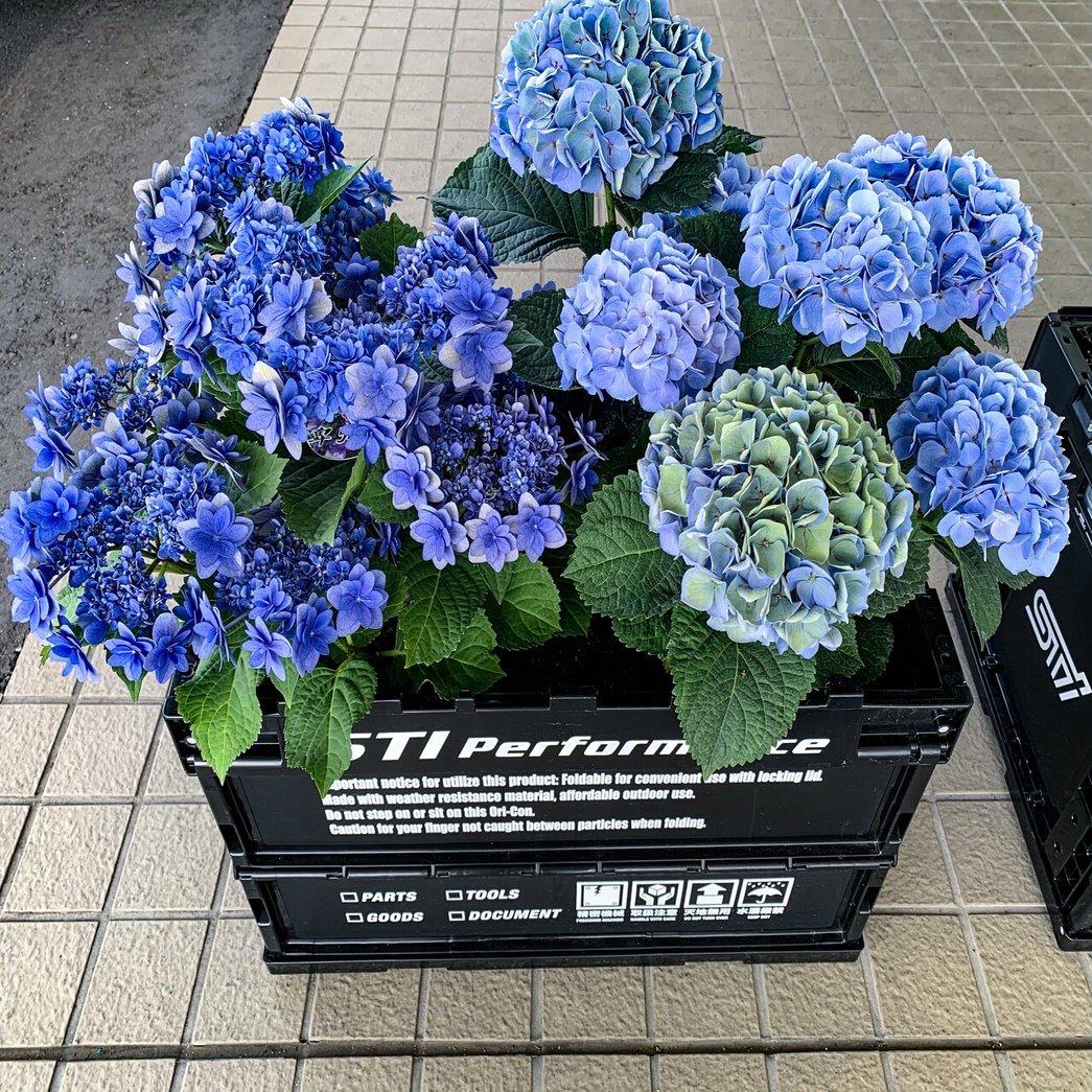 紫陽花〜青の季節がやってきた〜｜スバル東北 宮城 太白山田店｜SUBARU