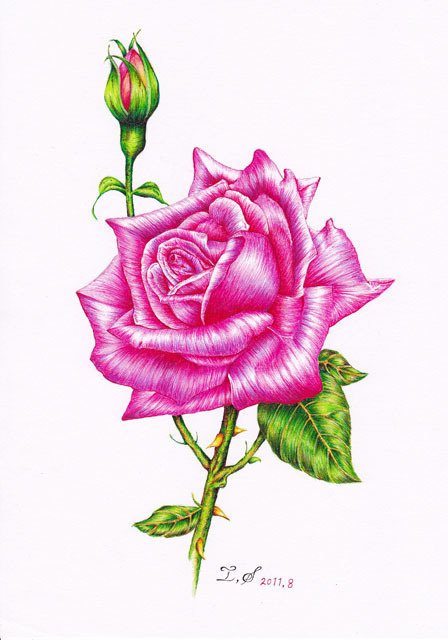 バラ バラ科 落葉低木 花言葉 愛 美 ボールペン Note バラ バラ科 落葉低木 花言葉 愛 美 ボールペン Note