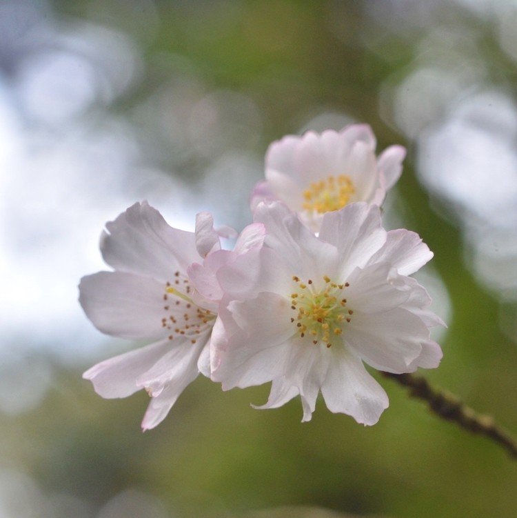 東慶寺の十月桜