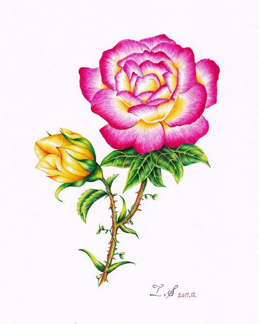 バラ バラ科 落葉低木 花言葉 愛 美 ボールペン画のイラストレーター 白石拓也 Note