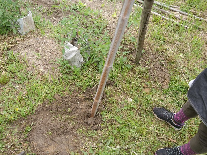 農業日記62 トマトの支柱づくりとサラダ菜の植え替え 鬼 ナナトラ Note 農業日記62 トマトの支柱づくりとサラダ菜の植え替え 鬼 ナナトラ Note