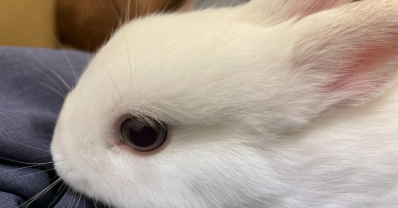 チャウチャウ の新着タグ記事一覧 Note つくる つながる とどける