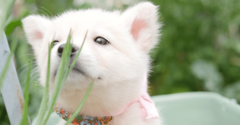 犬と猫と嫁と夢 ハシマトシヒロ Note 犬と猫と嫁と夢 ハシマトシヒロ Note