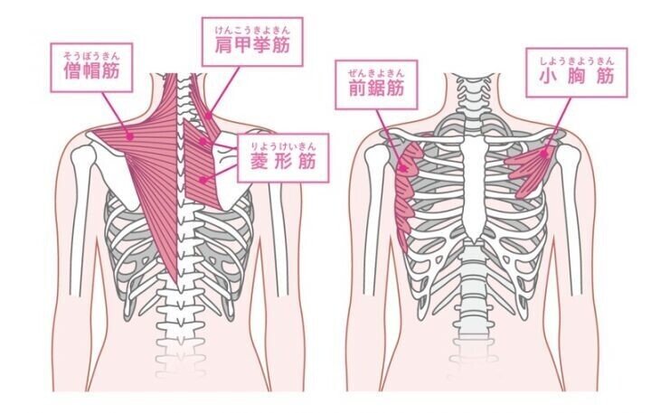 肩甲骨はがしとは 特集 Eo健康