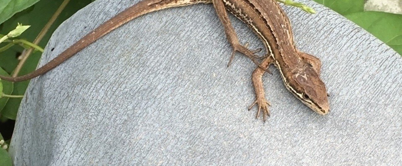 青頭巾 の新着タグ記事一覧 Note つくる つながる とどける 青頭巾 の新着タグ記事一覧 Note つくる つながる とどける