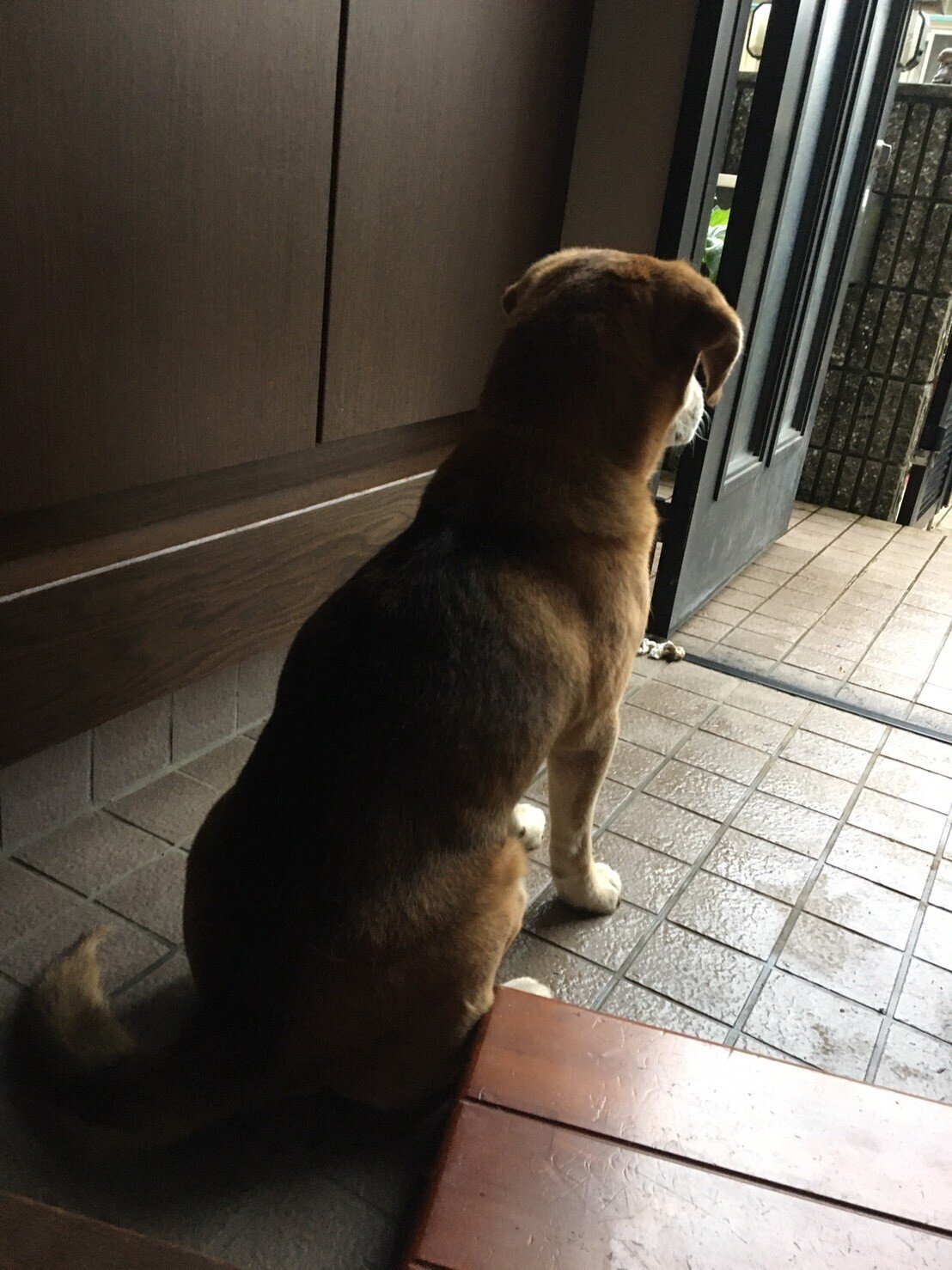 忠犬ロン公 大ちゃん Note 忠犬ロン公 大ちゃん Note