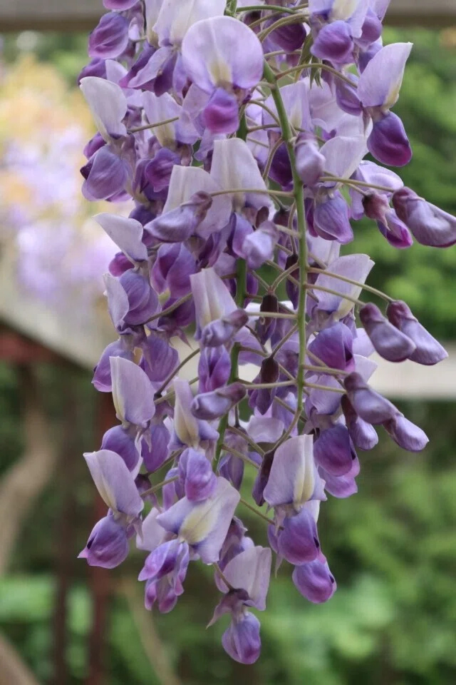 フジ1