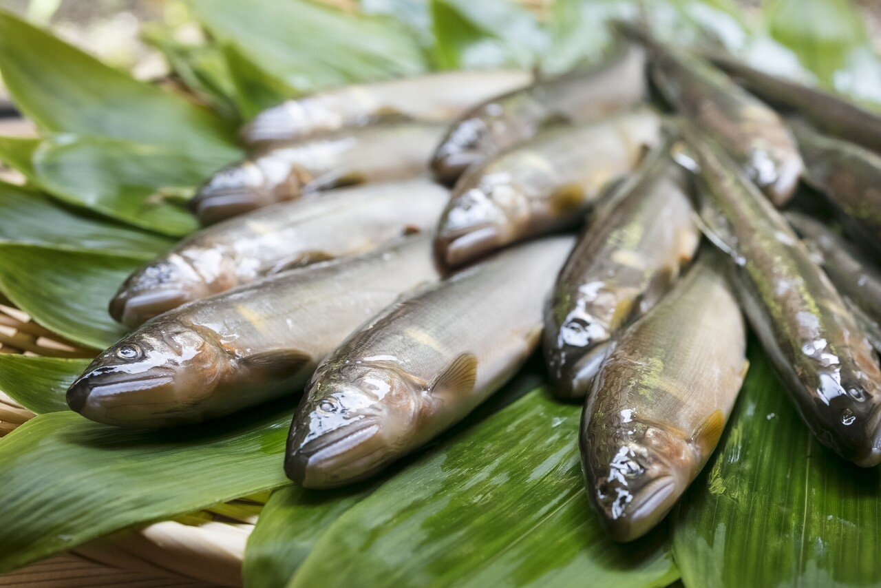鮎 星鰈 蓴菜 ハモ 多彩な顔ぶれを味わう6月 懐石小室 Note 鮎 星鰈 蓴菜 ハモ 多彩な顔ぶれを味わう6月 懐石小室 Note
