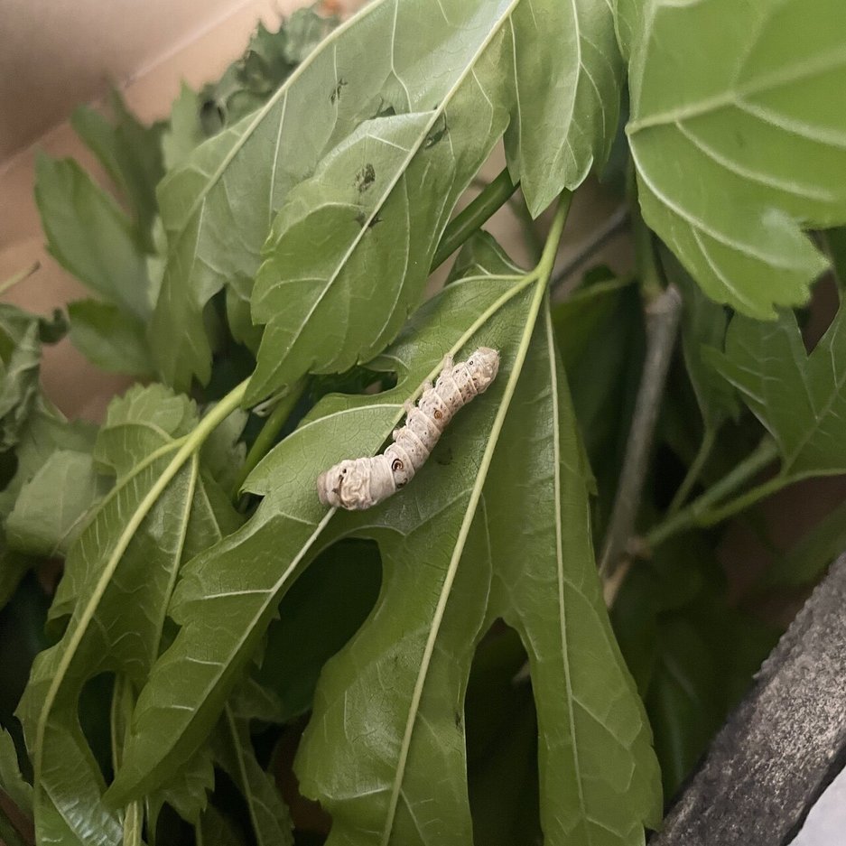 ママ 知らない人になんで聞くの 桑探しの冒険から 息子に伝えたかった情報のとりかた 小森谷 友美 コピーライター Note