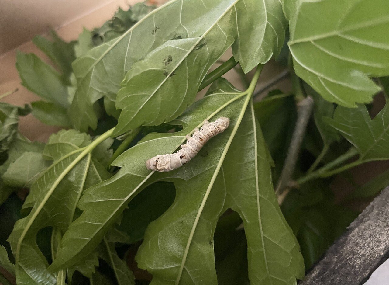 ママ 知らない人になんで聞くの 桑探しの冒険から 息子に伝えたかった情報のとりかた 小森谷 友美 コピーライター Note ママ 知らない人になんで聞くの 桑探しの冒険から 息子に伝えたかった情報のとりかた 小森谷 友美 コピーライター Note