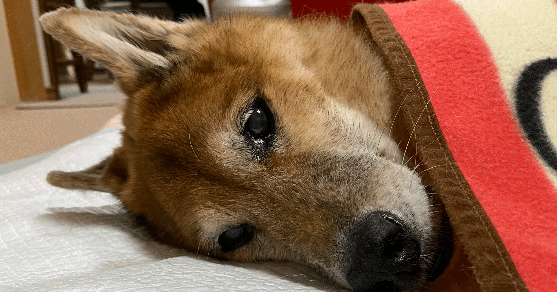 愛犬の老衰 お別れの準備とそのあとについて ゆみん Note 愛犬の老衰 お別れの準備とそのあとについて ゆみん Note