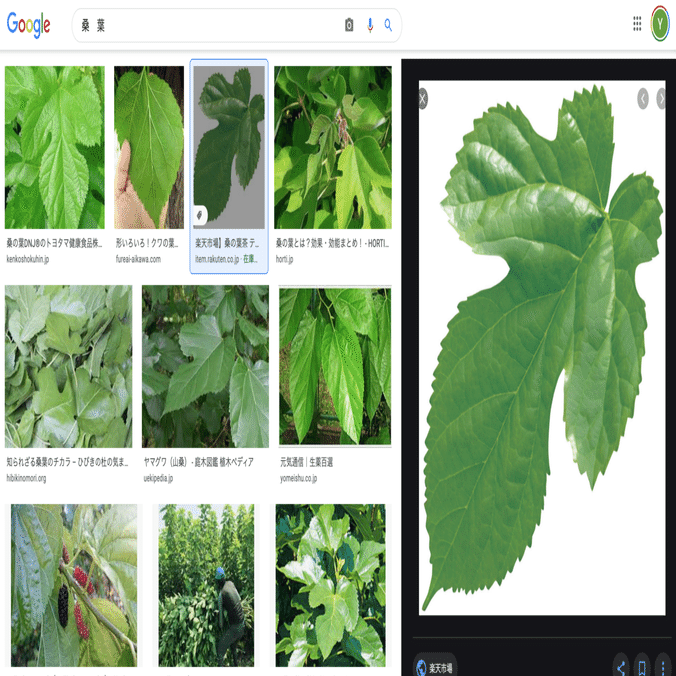 ママ、知らない人になんで聞くの？」桑探しの冒険から、息子に伝え