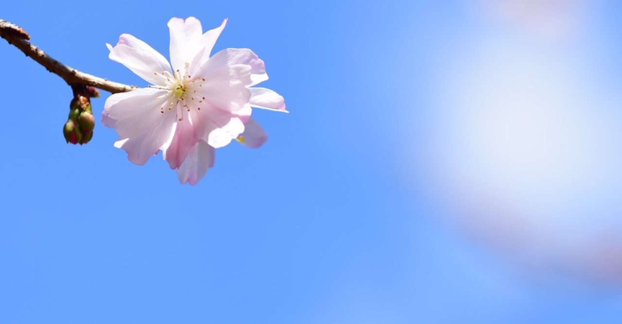 桜の咲かない春はない Tealia Note 桜の咲かない春はない Tealia Note