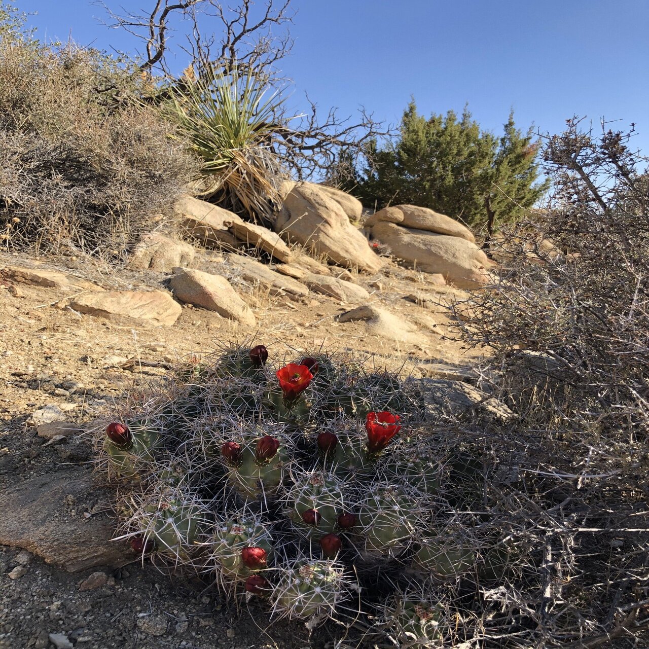 極乾の大地を走る ジョシュアツリー国立公園 後編 風のささやきを聞け Nick D ロサンゼルス発ビジネスパーソンのための冒険のすすめ Note
