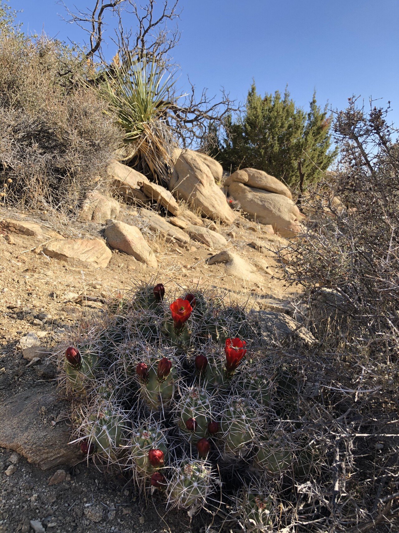 極乾の大地を走る ジョシュアツリー国立公園 後編 風のささやきを聞け Nick D ロサンゼルス発ビジネスパーソンのための冒険のすすめ Note 極乾の大地を走る ジョシュアツリー国立公園 後編 風のささやきを聞け Nick D ロサンゼルス発ビジネスパーソンのための冒険のすすめ Note