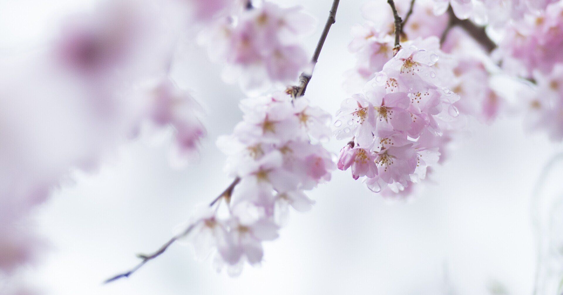 花発多風雨 心に響く101の言葉 9 ほんのひととき Note