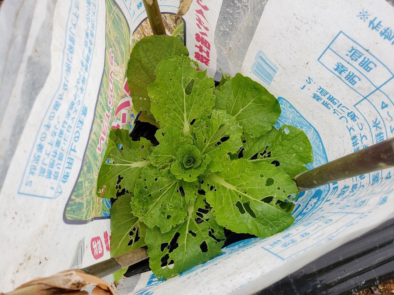 畑の悩み 白菜の葉が虫食いに あみ 畑girl Note