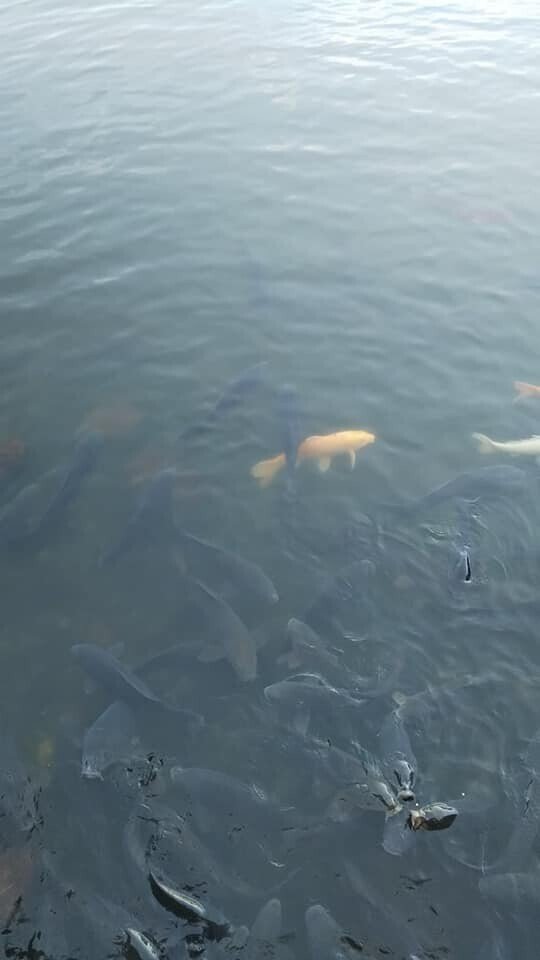 明神池の鯉