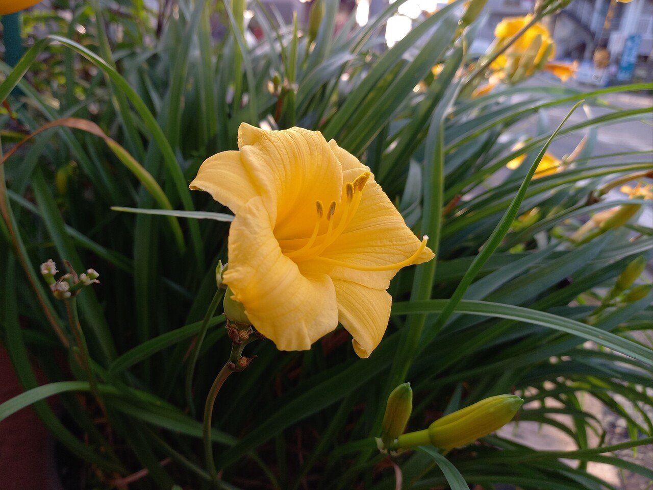 黄色の花たち どのお花がお好きでしょうか 柘榴 Note 黄色の花たち どのお花がお好きでしょうか 柘榴 Note