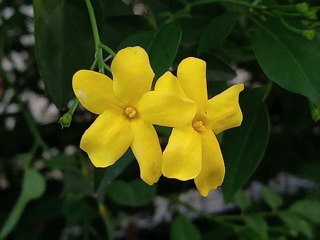 黄色の花たち どのお花がお好きでしょうか 柘榴 Note