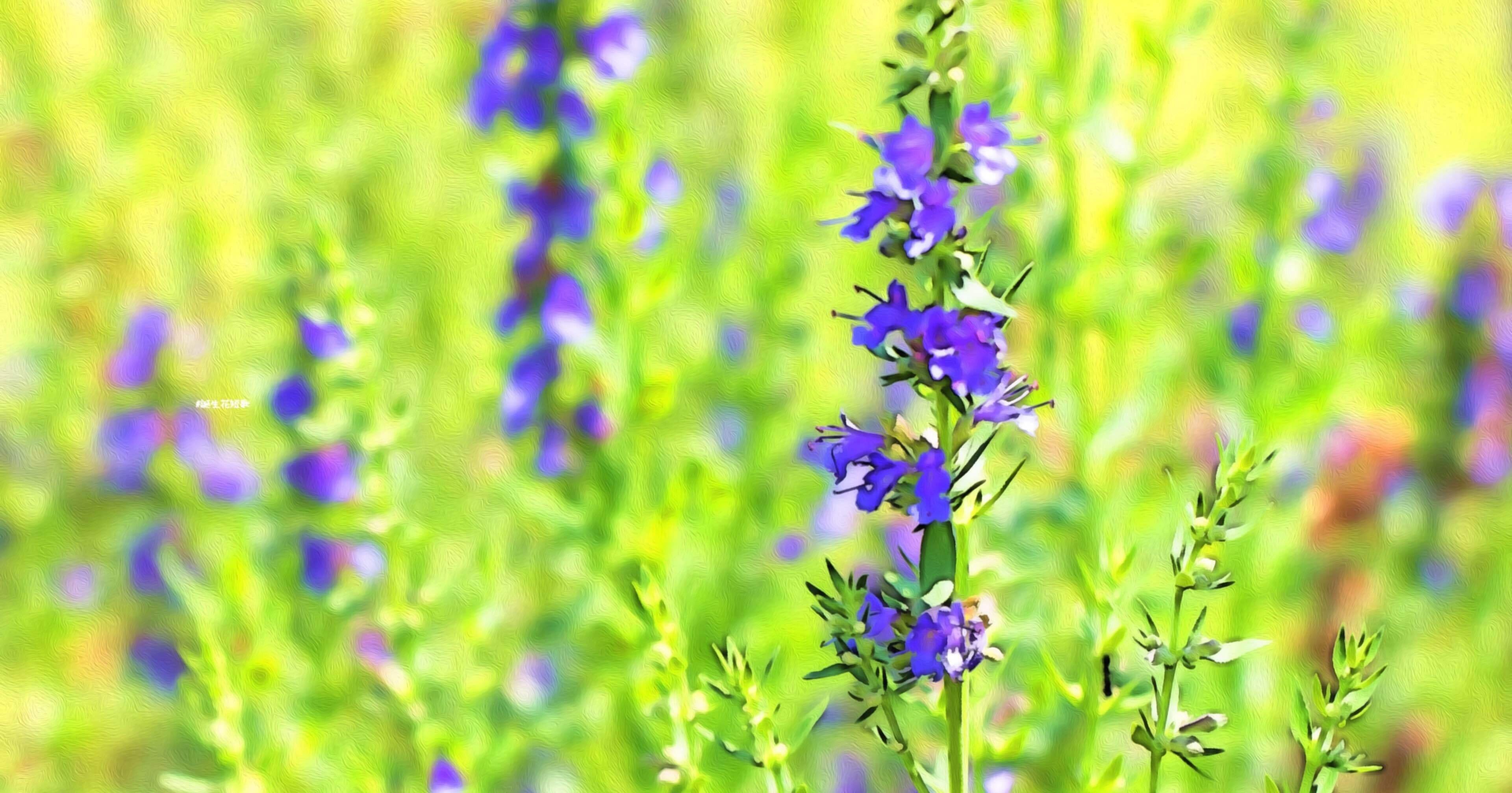 5月25日 誕生花は柳薄荷 誕生花短歌 御子柴 流歌 Note 5月25日 誕生花は柳薄荷 誕生花短歌 御子柴 流歌 Note