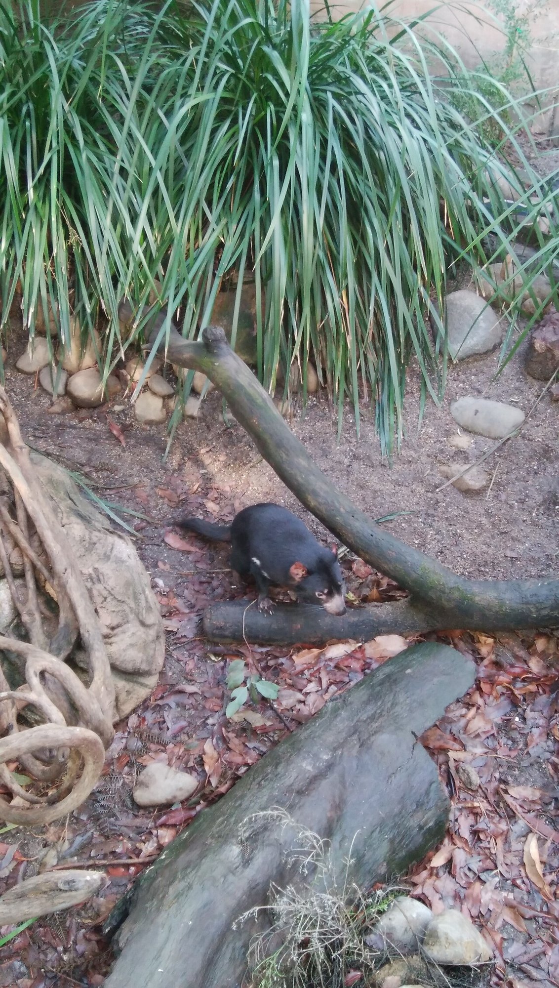 オーストラリアの動物たち カンタロウ Note オーストラリアの動物たち カンタロウ Note