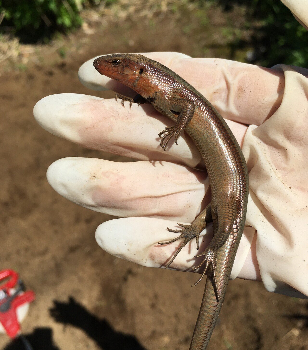 とかげ 御蔵島のトカゲ｜三宅支庁産業課
