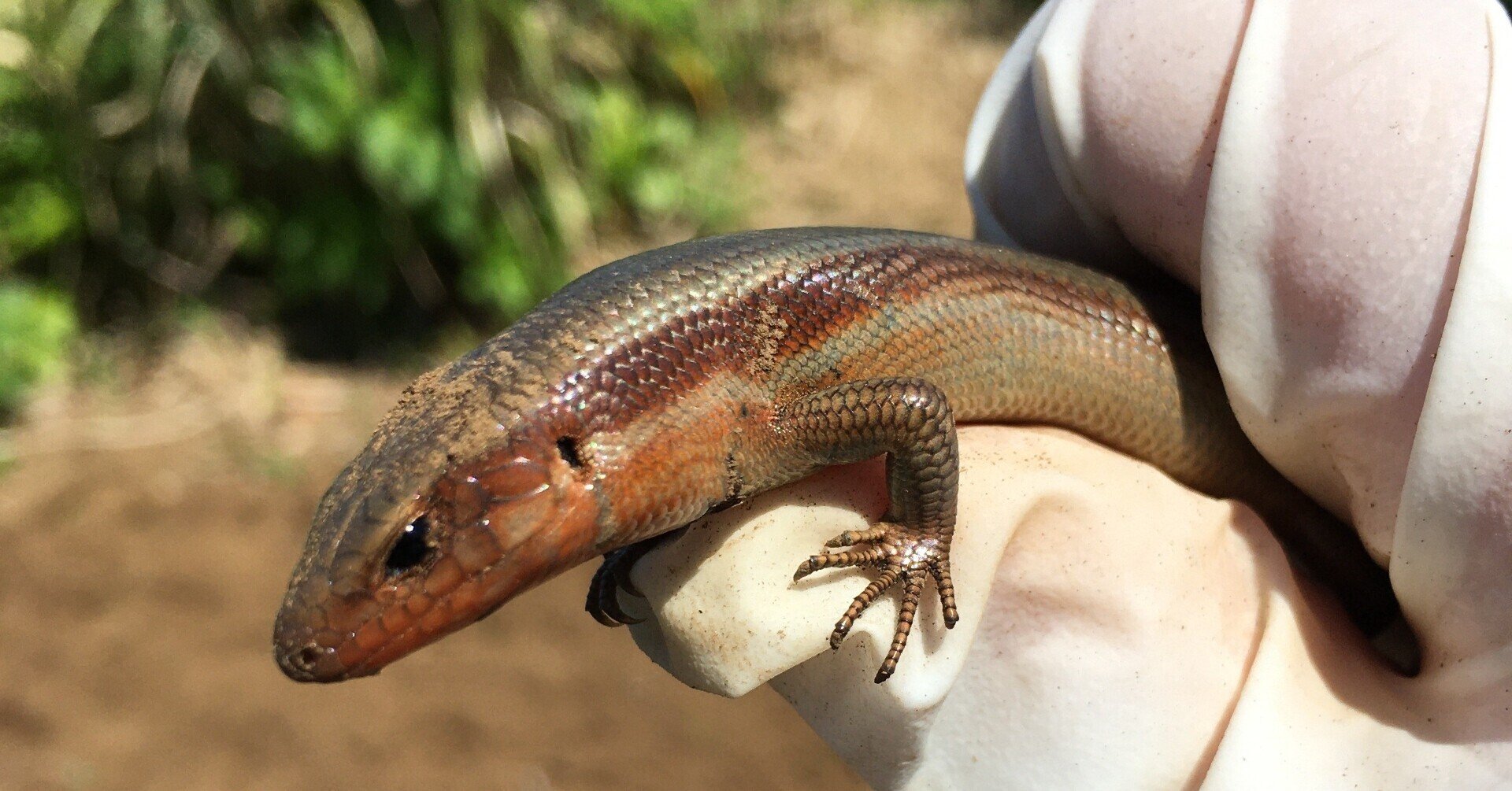 値下げしました☆バリ島の木のトカゲ 値下げしました☆バリ島の木のトカゲ 値下げしました☆バリ島