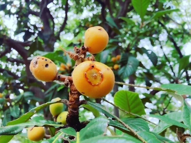 画像28