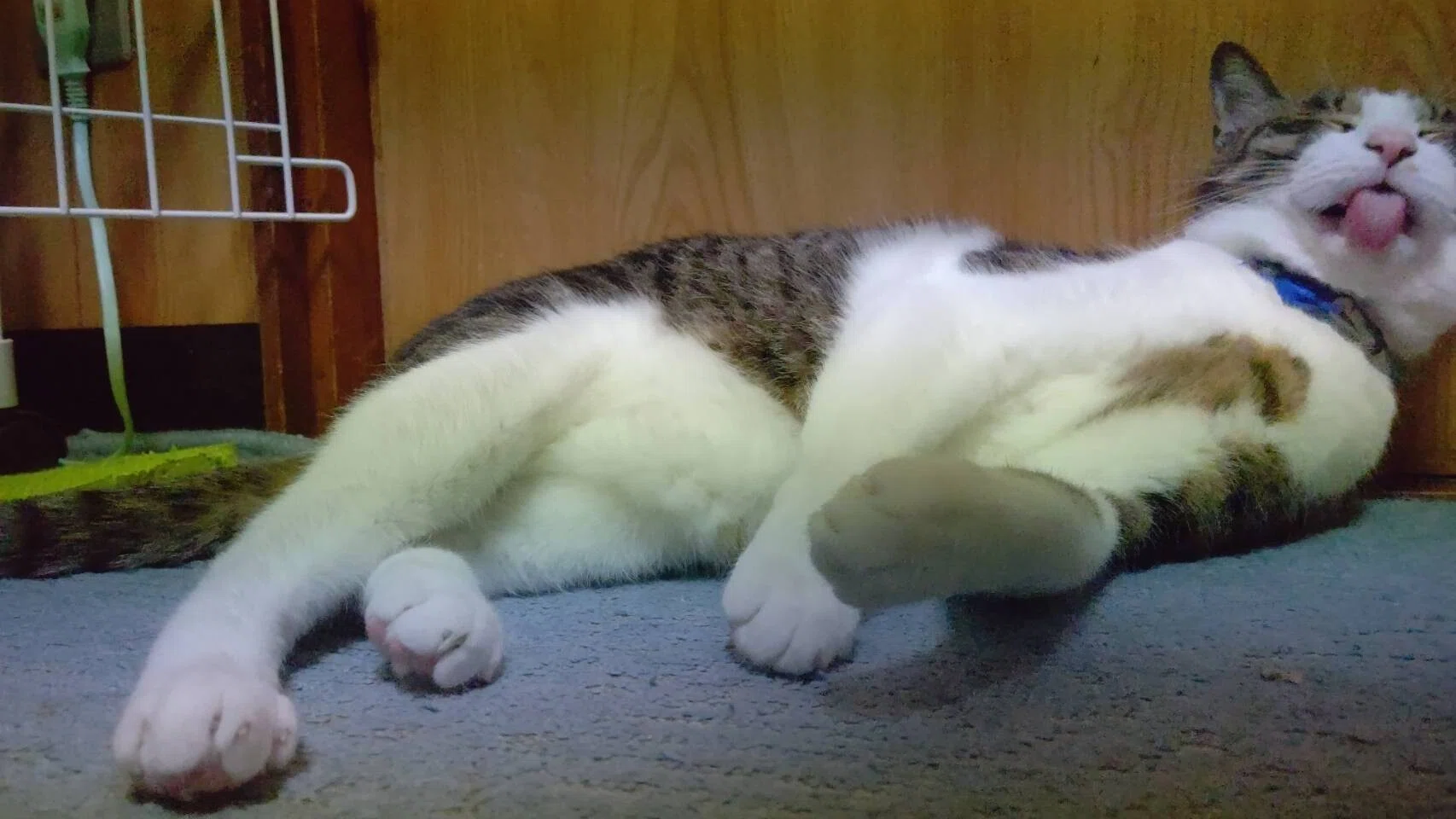 変顔猫 の新着タグ記事一覧 Note つくる つながる とどける