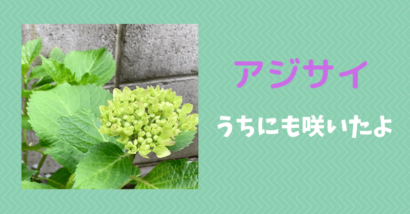 アジサイ数珠つなぎ 土の成分で色が変わる 川端タカミ いちごの花 Note アジサイ数珠つなぎ 土の成分で色が変わる 川端タカミ いちごの花 Note