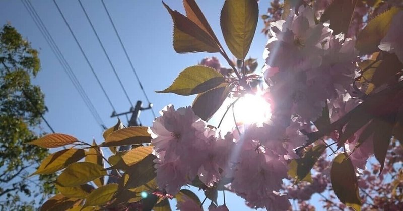 Who Loves The Sun The Velvet Underground 和訳 古 Note