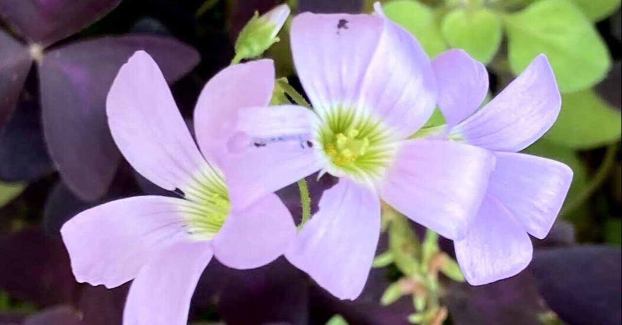 カタバミの仲間 オキザリス トリアングラリス いりの Note カタバミの仲間 オキザリス トリアングラリス いりの Note