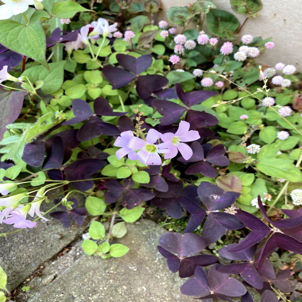 カタバミの仲間 オキザリス トリアングラリス いりの Note