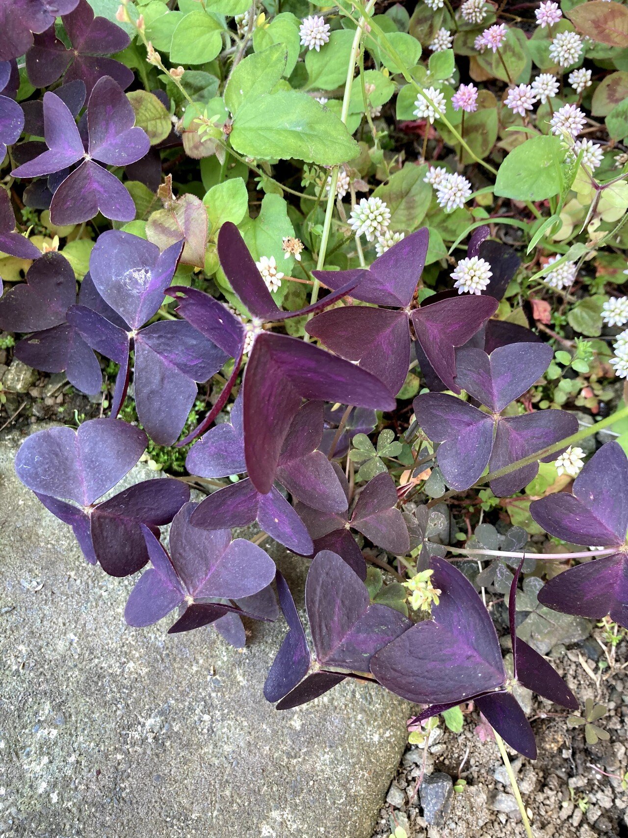 カタバミの仲間 オキザリス トリアングラリス いりの Note