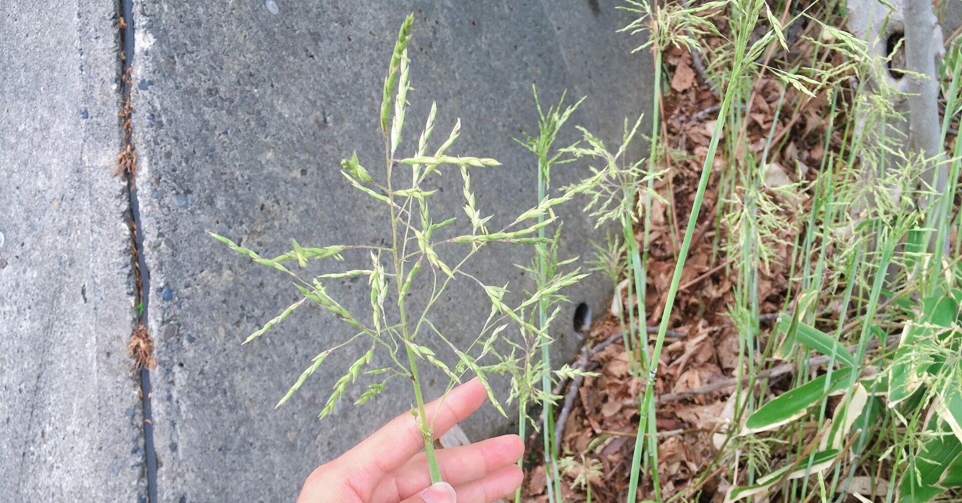 見たことありますか ササの花 エフゲニーマエダ 平成林業 Note 見たことありますか ササの花 エフゲニーマエダ 平成林業 Note