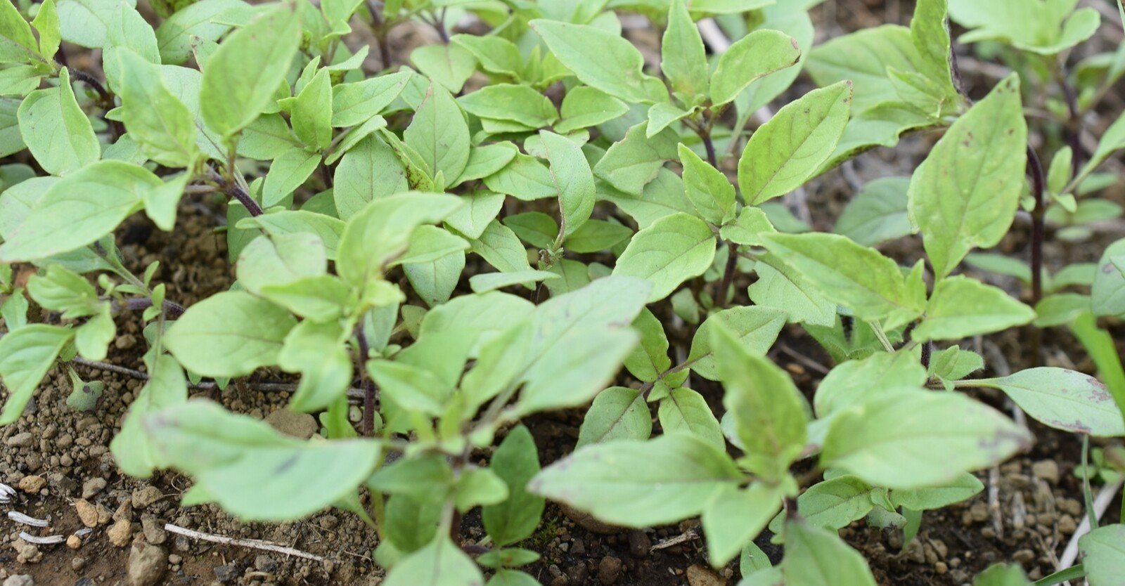 シソ科の植物は 生命力が強め 里山暮らしの宝もの Note シソ科の植物は 生命力が強め 里山暮らしの宝もの Note
