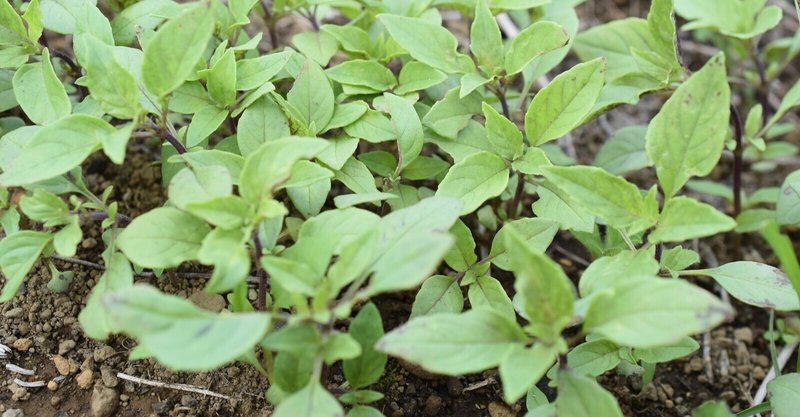 シソ科の植物は 生命力が強め Nobukoの里山暮らしと おっちょこちょい Note