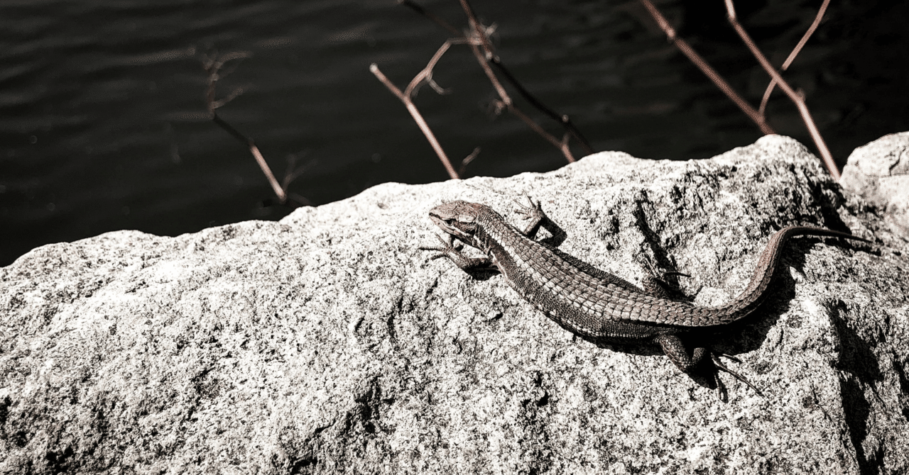 嘘グルメ第32話 再生したばかりのトカゲの尻尾 ムーディ勝山 Note 嘘グルメ第32話 再生したばかりのトカゲの尻尾 ムーディ勝山 Note