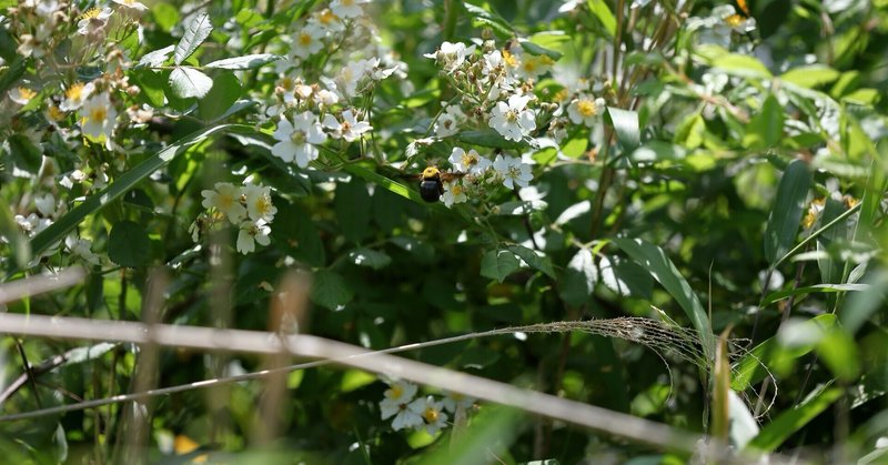 困った人を支援しよう と口だけで伝えるのは簡単だ サンガーノ note