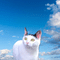 青空ねこ