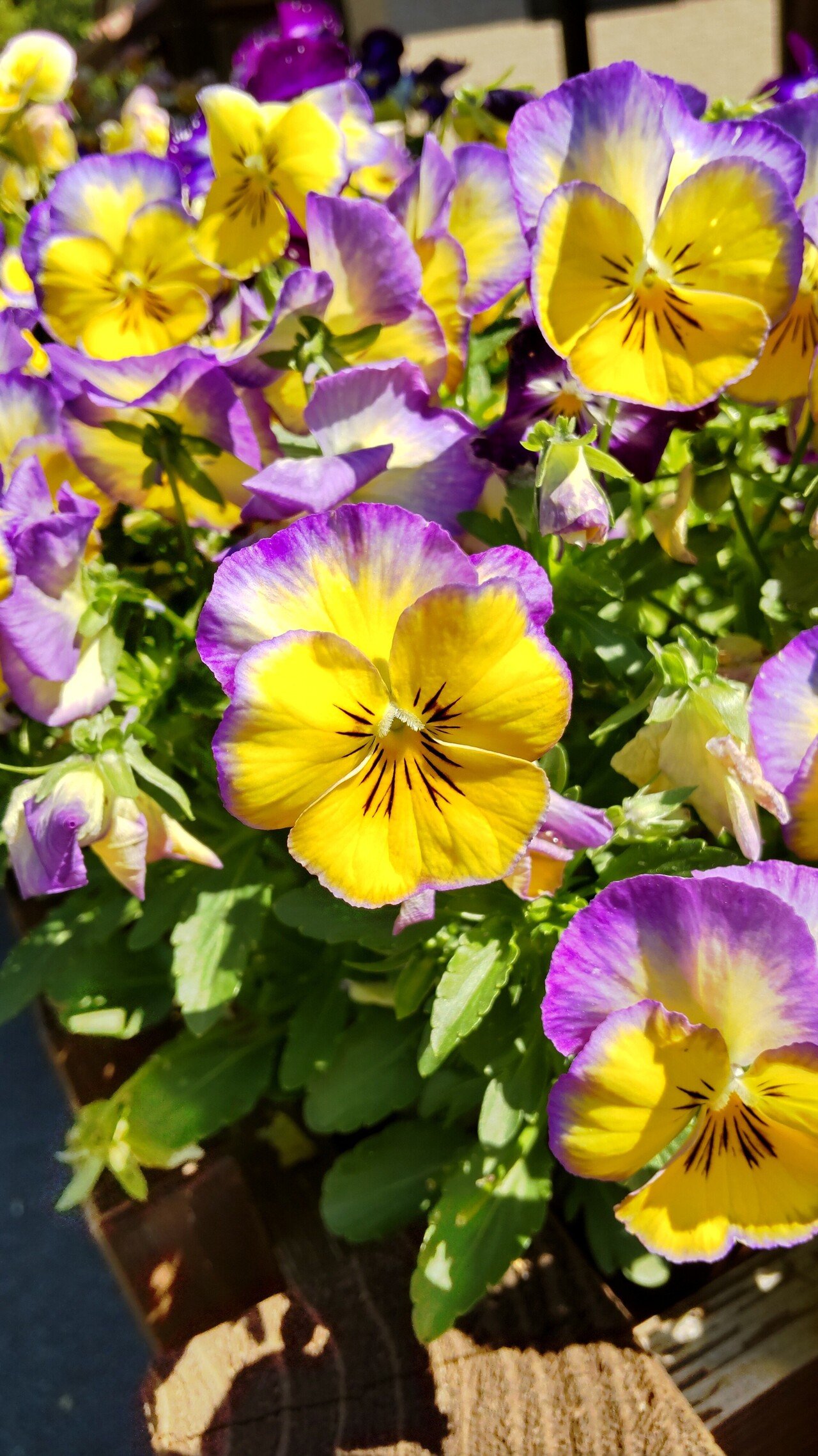 あたたかい言葉 Mojira Note