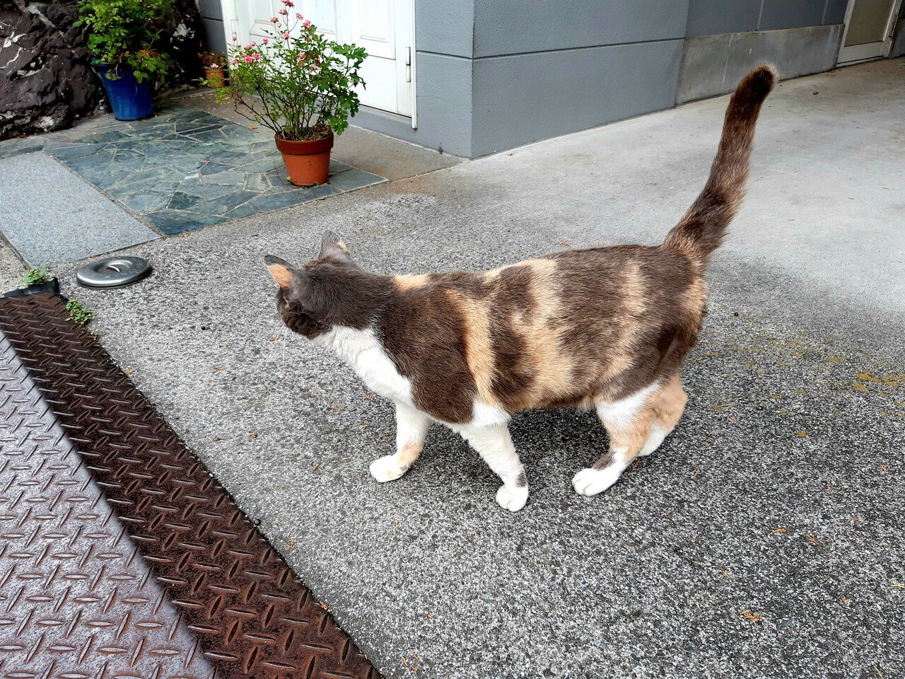 私の自慢はおしっぽなの 山田幸子フリーアナウンサー Note