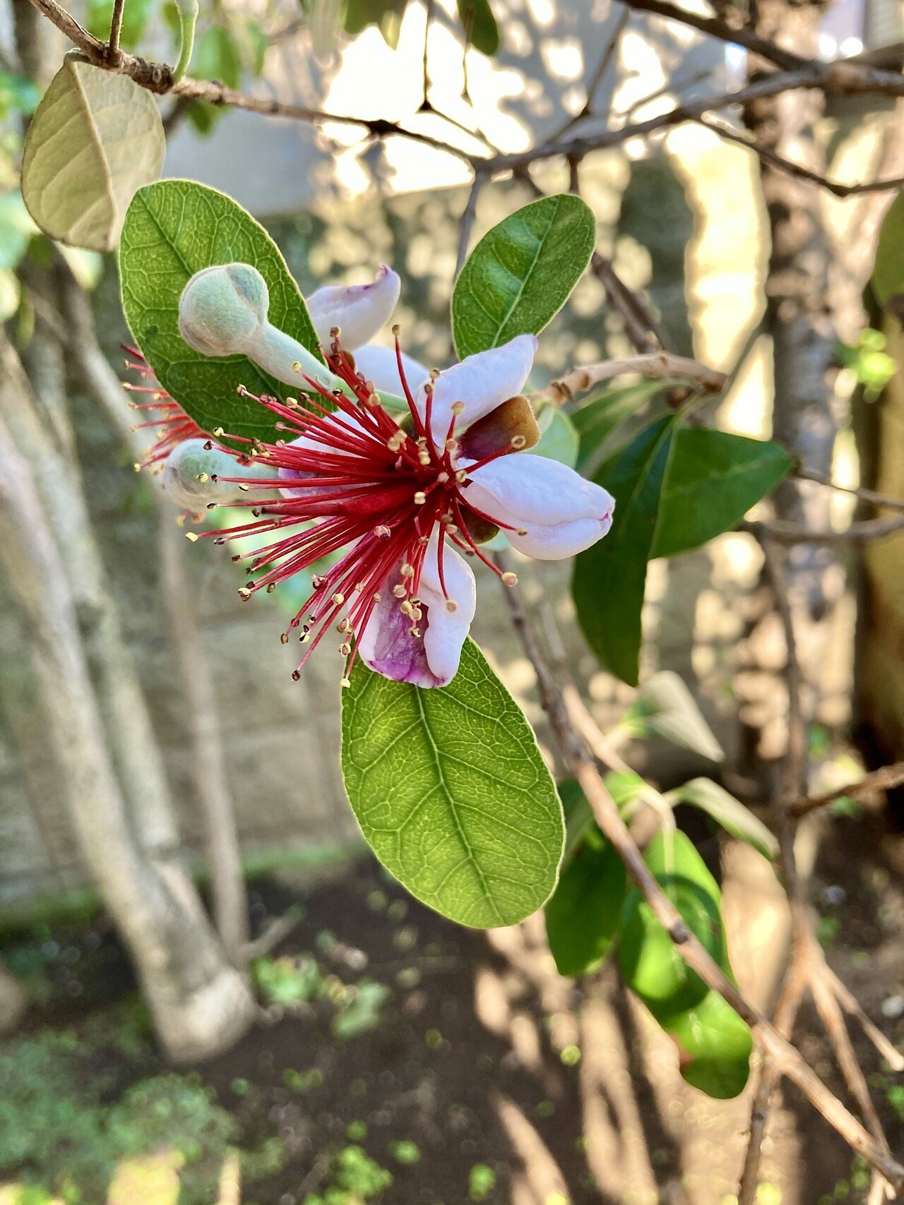 庭のフェイジョアの花が咲きました 花も楽しめて 美味しい実がなると紹介されていたので 美味しい実 に釣られて植えたのだけれど 実が成らない どうやら一本では実が付かないらしい エキゾチックで やよい 薬剤師 心と体の元氣プロデューサー Note 庭のフェイジョアの花が咲きました 花も楽しめて 美味しい実がなると紹介されていたので 美味しい実 に釣られて植えたのだけれど 実が成らない どうやら一本では実が付かないらしい エキゾチックで やよい 薬剤師 心と体の元氣プロデューサー Note